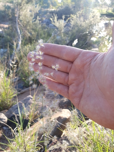 Northern Wanderrie Grass (Eriachne obtusa)