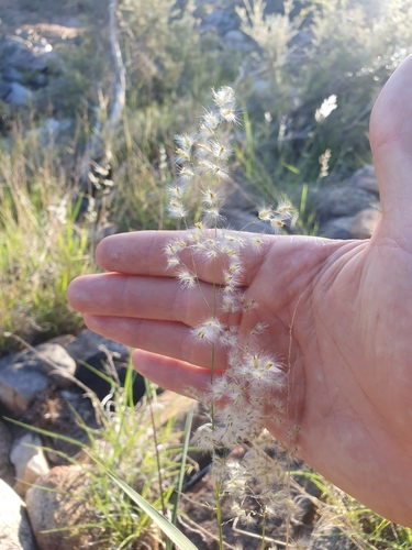 Image of Northern Wanderrie Grass (Eriachne obtusa) by (c) maxark, some rights reserved (CC BY)