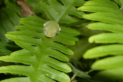 Rhacophorus malabaricus