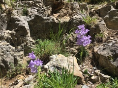 Campanula speciosa