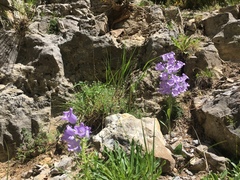Campanula speciosa
