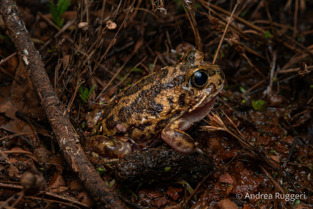 Shoemaker Frog