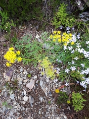 Lomatium brandegeei