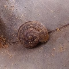 Ariophanta exilis