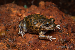 Shoemaker Frog photo 2