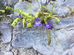 Pinguicula longifolia