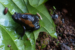 Uperodon triangularis