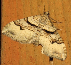 Xanthorhoe defensaria