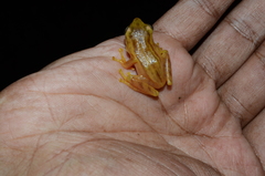 Raorchestes luteolus