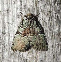 Leuconycta lepidula