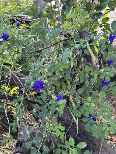 Blue Pea