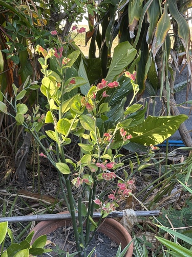 Euphorbia bracteata