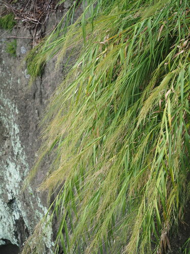 Image of Arundo Formosana (Arundo formosana) by no rights reserved
