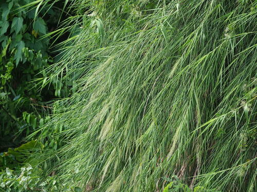 Image of Arundo Formosana (Arundo formosana) by no rights reserved