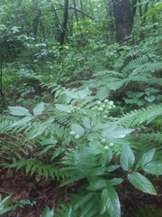 Caulophyllum robustum