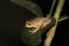 Raorchestes ponmudi