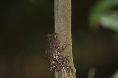 Raorchestes ponmudi