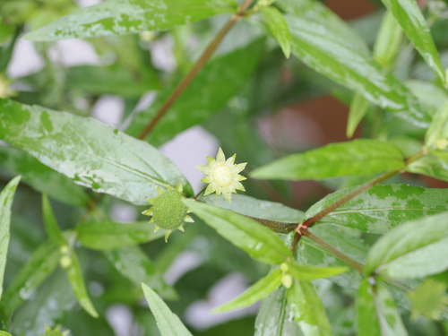 false daisy (Eclipta prostrata)