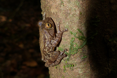 Raorchestes ponmudi