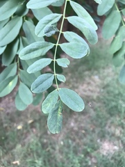 Robinia pseudoacacia