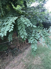 Robinia pseudoacacia