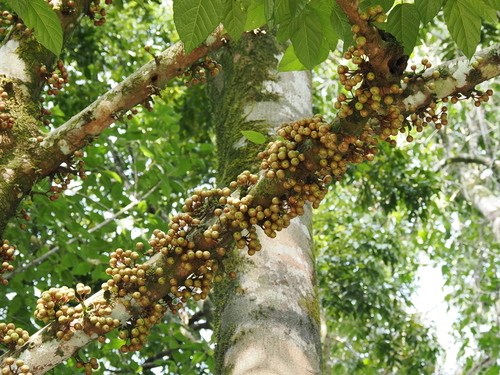 Image of Ficus variegata by (c) Lucas Christofides, some rights reserved (CC BY)