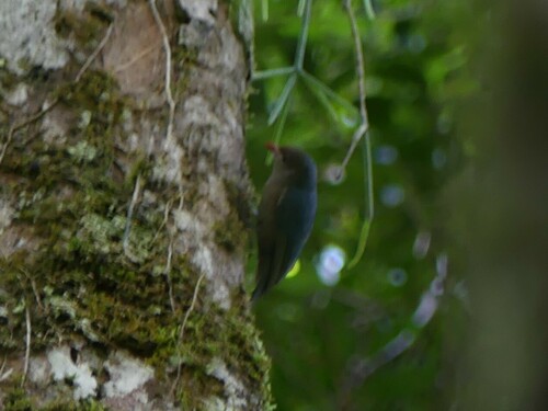 Nuthatch Vanga (Hypositta corallirostris), photo 6
