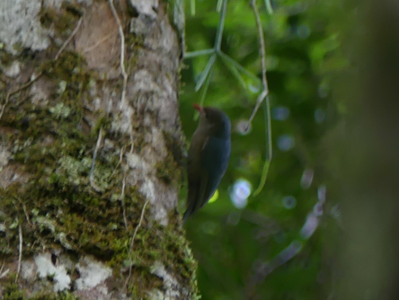 Nuthatch Vanga (Hypositta corallirostris), photo 8