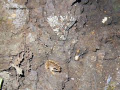 Catocala sponsa