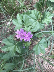 Malva sylvestris