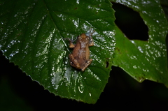 Raorchestes tuberohumerus