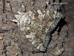 Catocala sponsa