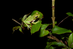Rhacophorus lateralis