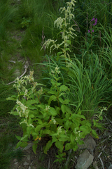 Koenigia alaskana