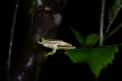Rhacophorus lateralis