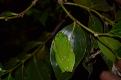 Rhacophorus malabaricus