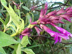 Salvia sphacelioides