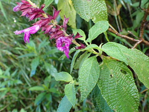Salvia sphacelioides, photograph 1
