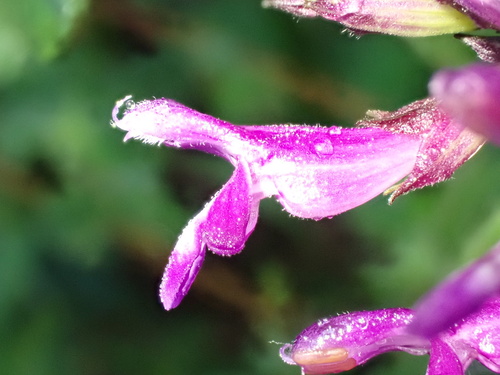 Salvia sphacelioides, photograph 2