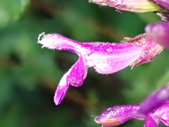 Salvia sphacelioides, photograph Jean-Paul Boerekamps, CC0, iNaturalist via GBIF
