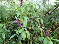 Salvia sphacelioides, photograph Jean-Paul Boerekamps, CC0, iNaturalist via GBIF