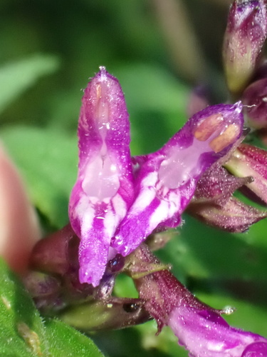 Salvia sphacelioides, photograph 4