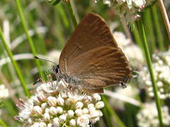 Satyrium auretorum