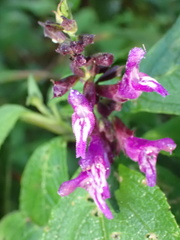 Salvia sphacelioides, photograph Jean-Paul Boerekamps, CC0, iNaturalist via GBIF