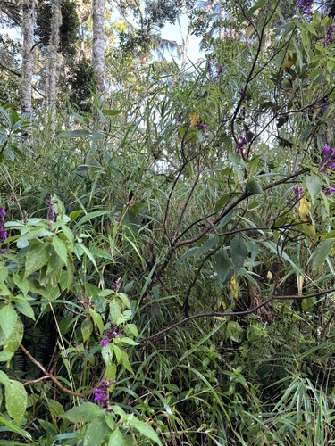 Salvia sphacelioides, photograph 6