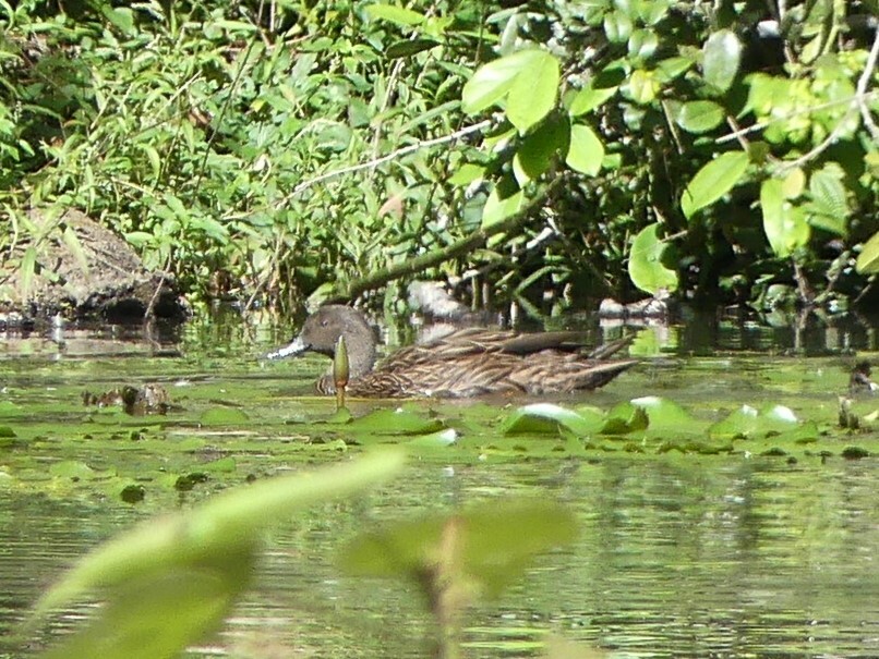 Meller's Duck (Anas melleri), photo 9