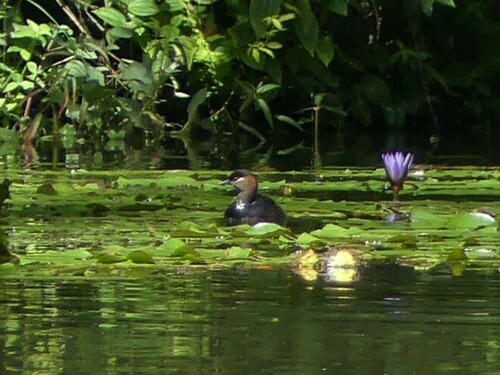 Madagascar Grebe (Tachybaptus pelzelnii), photo 4