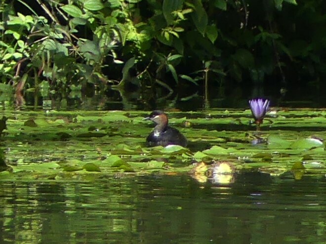 Madagascar Grebe (Tachybaptus pelzelnii), photo 2