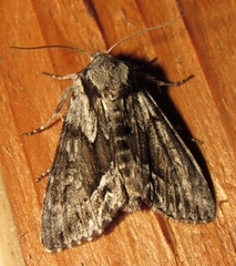 Hyppa contrasta