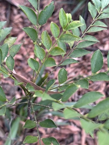 Zanthoxylum avicennae, photograph 2